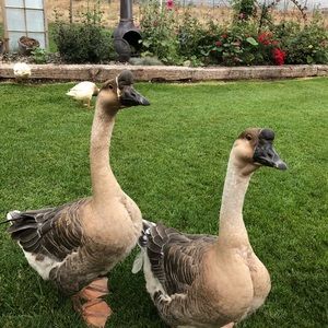 Meet your Posher, Heidi